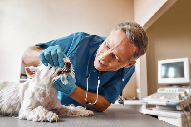 Best Dentist Open Late Near Me  in Highland, MD